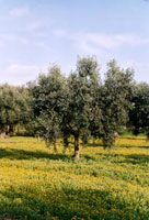 ULIVO