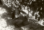 VENDEMMIA