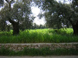 MURETTO A SECCO DELL'OLIVETO