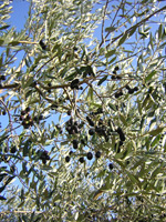 VARIETA' CELLINA