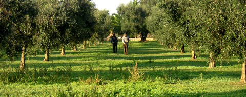 ULIVETO