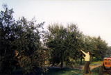 Raccolta
