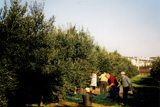 Raccolta
