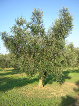 Alberello d'ulivo