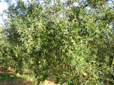 Fronde dell'ulivo