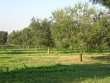 Alberi dell'uliveto
